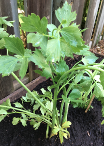 Lovage - a perennial herb brought here by pioneers, very similar in taste and smell to celery. a little more spicy.